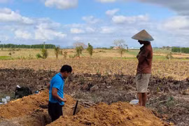 An Khê: Đầu tư 2,3 tỷ đồng tái cơ cấu ngành nông nghiệp