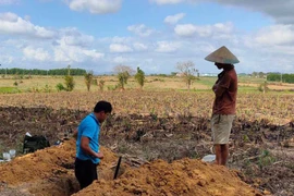 An Khê: Đầu tư 2,3 tỷ đồng tái cơ cấu ngành nông nghiệp