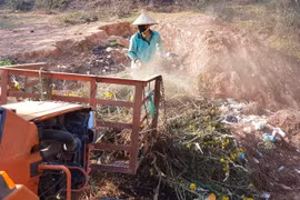 Nông dân Đà Lạt xót xa nhổ bỏ cả cánh đồng hoa cúc vì bán chẳng ai mua