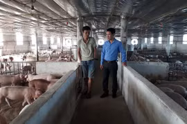 Kỹ sư thủy sản về quê biến vùng đất cát thành trang trại tiền tỷ