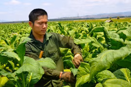 "Thủ lĩnh" thanh niên thôn Đoàn Kết