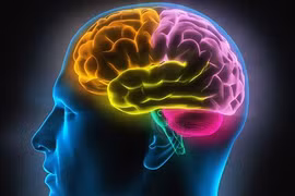 Vì sao não bộ của con người khó thông minh hơn nữa?