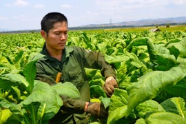 "Thủ lĩnh" thanh niên thôn Đoàn Kết