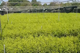 Đàn hương là cây gì mà 1 hộ dân Đắk Lắk ươm nhiều đến thế?