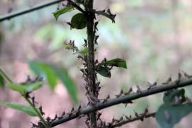 Châu chấu sa mạc có thể vào Việt Nam tháng 6: phải phòng ngừa từ xa
