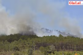 Cháy rừng thông phòng hộ trên núi Hàm Rồng