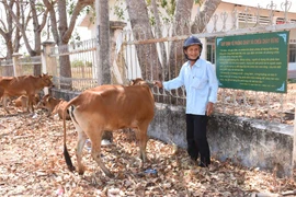 Chư Sê: Tặng 109 con bò giống sinh sản cho hộ nghèo