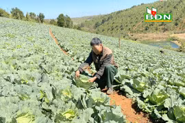 Đắk Nông: Nắng như đổ lửa mà trồng bắp cải vẫn cây to bự, cuộn chặt