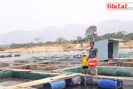 Hiệu quả nuôi cá lồng ở Ia Grăng