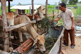 Gia Lai: Hơn 5,4 tỷ đồng hỗ trợ phát triển chăn nuôi nông hộ năm 2020