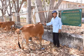 Chư Sê: Tặng 109 con bò giống sinh sản cho hộ nghèo