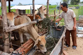 Gia Lai: Hơn 5,4 tỷ đồng hỗ trợ phát triển chăn nuôi nông hộ năm 2020