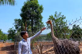 Hướng dẫn viên du lịch mưu sinh trong mùa dịch