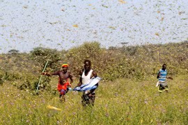 Nếu "đám mây" châu chấu sa mạc xuất hiện, dùng máy bay phun thuốc