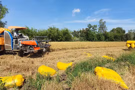 Nông dân sẽ bị 'đè' giá lúa