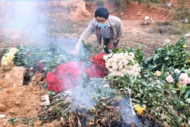 Xót xa nông dân cắt hoa đem đi đốt