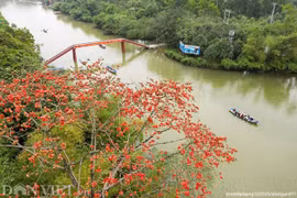 Đẹp nao lòng hoa gạo nở đỏ rực góc trời Thủ đô