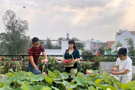Hồ sen nở quanh năm trên sân thượng 300 m2