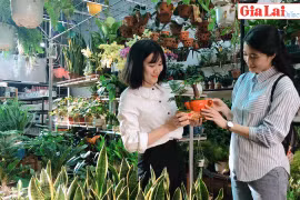 Độc đáo thú chơi cây phong thủy