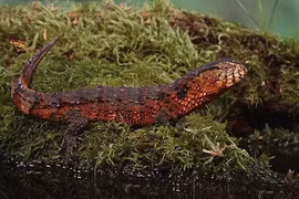 Loài vật lạ và hiếm này có nguy cơ tuyệt chủng tại Việt Nam