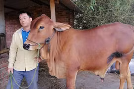 Nuôi đàn bò "siêu to khổng lồ" giống 3B thành nông dân giỏi cấp tỉnh