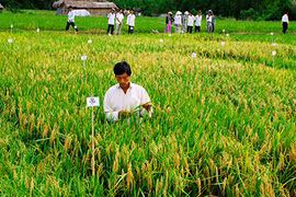 Vụ lúa đông xuân lập kỳ tích giữa hạn mặn, nông dân lãi 30-40%