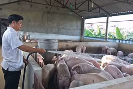 Giải bài toán giảm giá thịt lợn: Vừa nhập khẩu vừa tái đàn