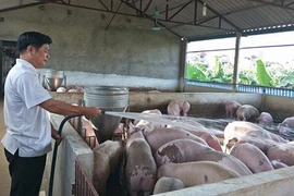 Giải bài toán giảm giá thịt lợn: Vừa nhập khẩu vừa tái đàn