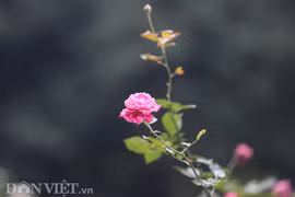 500 gốc hồng cổ bung nở, khoe sắc tại Hoàng Thành Thăng Long