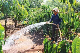 Gia Lai: Hơn 1.000 ha cây trồng bị thiệt hại do hạn hán