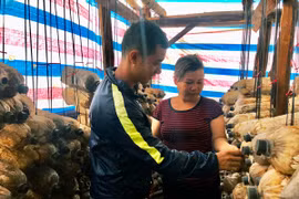 Trồng nấm hướng đi triển vọng