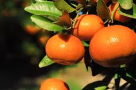 6 lý do hàng đầu để ăn trái cây họ cam quýt