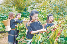 Khi đất bazan bạc màu