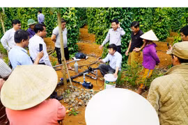 Nông dân ngồi 'rung đùi' tưới nước, bón phân cho tiêu