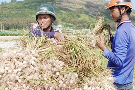 Nỗi niềm tỏi trắng Lý Sơn