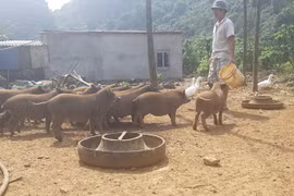 Nuôi thứ lợn rừng ăn khỏe, đi chơi khỏe, lão nông thủ đô có tiền to