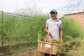 Cây măng tây "bén rễ" đất cằn