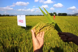 Giống lúa siêu năng suất 90 tạ/ha làm nông dân Bình Định "mê tít"
