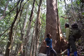 Bắt gặp chim hồng hoàng cánh dài như sải tay ở núi Chư Mom Ray