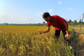 Lúa Đông Xuân đối mặt với hạn hán