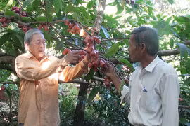 Trồng giống mận "lạ" ở quê, trái ra từng chùm, người mua tới tấp