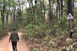 Tây Nguyên ứng phó với nguy cơ cháy rừng trên diện rộng