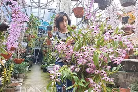 Trăm loại lan rừng tiền tỷ khoe hoa đẹp ở phố núi Mường Thanh