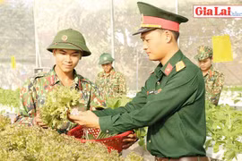 Thăm mô hình trồng rau thủy canh đầu tiên của bộ đội