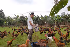 Nuôi hơn 7.000 gà lai chọi ở ruộng từng bỏ hoang, thu 600 triệu/năm