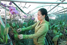 Làm giàu nhờ ý tưởng lạ: Trồng lan rừng bằng khí canh, trụ đứng