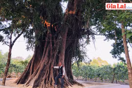 Cây đa làng Ia Nueng