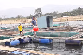 Ia Grăng mở rộng quy mô nuôi cá lồng
