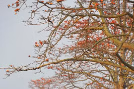 Ngẩn ngơ trước vẻ đẹp rực rỡ của hoa gạo tháng Ba ở Ninh Bình