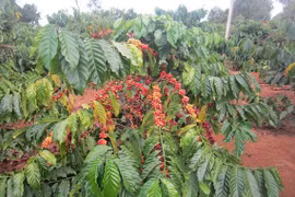 Ưu thế của đa dạng cây trồng